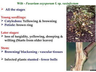 cotton fungus diseaseshhbvubvhvbhhbh.ppt