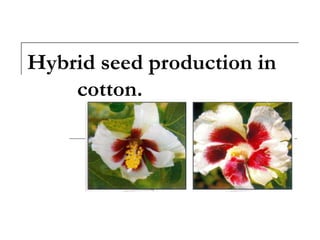 Hybrid seed production in
cotton.
 
