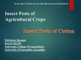 Insect Pests of
Agricultural Crops
Ehtisham Hussain
BAGF15E258
University College Of Agriculture,
University Of Sargodha, Sargodha
In the name of Allah, the most Merciful and the most Beneficent
 