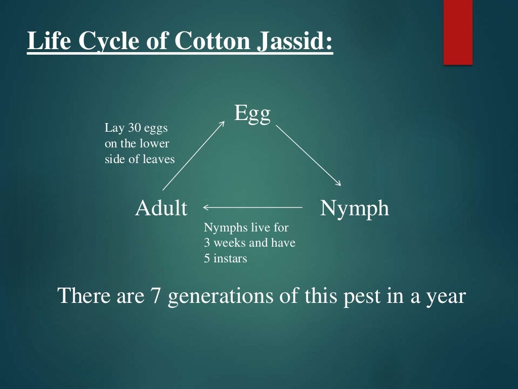 Cotton jassid