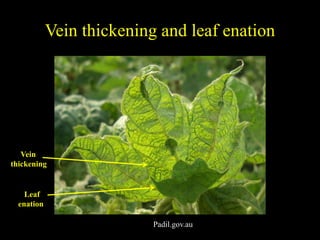 Cotton leaf curl virus | PPTX