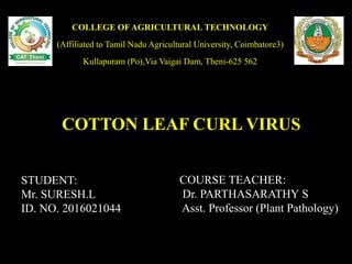 COTTON LEAF CURL VIRUS
COURSE TEACHER:
Dr. PARTHASARATHY S
Asst. Professor (Plant Pathology)
STUDENT:
Mr. SURESH.L
ID. NO. 2016021044
COLLEGE OF AGRICULTURAL TECHNOLOGY
(Affiliated to Tamil Nadu Agricultural University, Coimbatore3)
Kullapuram (Po),Via Vaigai Dam, Theni-625 562
 