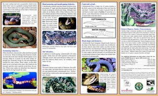 the water surface and only occasionally climb to low
limbs when vines or a gradually sloping branch afford
access. Water snakes are very agile climbers and spend
a great deal of time basking on the limbs of shrubs and
trees overhanging the water.
Head posturing and mouth-gaping behavior...
Cottonmouths typically keep their heads cocked at an ap-
proximately45°angle,andwhenthreatenedwillgapetheir
mouth revealing the whitish inner lining. Although water
snakes do not display either of these behaviors, they too
havewhitishcolorationinthemouthlining.Therefore,dead
cottonmouths cannot be positively identified based solely
on the color of their
inner-mouthlining.(Cau-
tion: Venom may remain
fully toxic even in dead
snakes. It is best to leave
dead snakes of uncertain
identification alone). Eastern Hognose Snakes (Nonvenomous)
Another snake commonly mistaken for the cottonmouth is
the eastern hognose snake (Heterodon platirhinos). They can
be found in every county of Tennessee and prefer sandy habi-
tats often near water, upland woods, cultivated fields, and
woodland meadows. They have an upturned snout and can
be almost black and patternless; or have large, dark blotches
on a tan or yellowish background. Eastern hognose are more
likely to be seen at dawn or dusk searching for toads and
frogs. They seldom climb and are occasionally seen basking
on the ground. Their unique defense display involves raising
and flattening the head (cobra-like) and hissing; if this fails
the snake may play dead, sticking out its tongue and rolling
onto its back. Hognose snakes have round eye pupils and a
double row of scales is present from the vent back.
For additional information on snakes please contact the Ten-
nessee Wildlife Resources Agency office nearest you:
West Tennessee (Region I) .................................... 1-800-372-3928
Middle Tennessee (Region II) ............................... 1-800-624-7406
Cumberland Plateau (Region III) .......................... 1-800-262-6704
East Tennessee (Region IV) .................................. 1-800-332-0900
Website: ........................................................www.state.tn.us/twra
Partners in Amphibian and Reptile Conservation website:
www.parcplace.org
This document was a joint production of the Tennessee Wildlife Resources Agency (TWRA),
The Nature Conservancy of Tennessee (TNC) and the Wolf River Conservancy. Brochure
adapted with permission from the Georgia Department of Natural Resources
Nongame-Endangered Wildlife Program (GADNR) and the Savannah River Ecology Labo-
ratory (SREL). Text by John Jensen (GADNR) and Lisa Powers (Froghaven Farm). Layout
and design by Laura L. Janecek (SREL) and Raleigh Holtam (TWRA).
Cottonmouths (left)
rarely climb, whereas
water snakes, like this
copperbelly (below),
typically bask on limbs
that hang over water.
Swimming behavior…
When disturbed, cottonmouths either hold their ground
or swim away. When swimming, their heads are usually
elevated above the water and their bodies appear overly
buoyant, riding on, or nearly on, the water surface, al-
though they frequently forage for fish and amphibians
beneath the water surface. Water snakes, on the other
hand, do not swim high on the water, their heads are not
elevated, and they more typically swim below the sur-
face. When water snakes are disturbed, they almost al-
ways flee by diving beneath the water.
Tail vibration...
In addition to mouth gaping, cottonmouths will often
rapidly vibrate their tail when agitated or threatened.
Although several other nonvenomous snakes also ex-
hibit this behavior (black racers, for example), water
snakes do not.
Pattern...
The most common water snake in Tennessee, the north-
ern water snake, has bands that are widest on top. Juve-
nile and patterned adult cottonmouths have “hollow”
bands that are widest on the sides and appear to be hour-
glass shaped.
Mouth-gape warning behavior (top right) and head angle
typical of cottonmouths.
A juvenile cottonmouth swimming. Aslo illustrated is the typi-
cal “hourglass” banding pattern
Underside of tail...
Cottonmouths have a single row of scales (similar to
the belly scales) on the underside of their tail from the
vent back. A double row of scales is present from the
vent back on water snakes (Caution: If uncertain as to
species, scale characteristics should only be examined
on dead snakes and shed skins).
Head shape and features...
Cottonmouths have triangular shaped heads, however
the shape of the head is not a reliable way to differenti-
ate these species since water snakes can flare out their
head when they feel threatened, making it appear trian-
gular. However, the elliptical shape of the pupil (round
in water snakes) and the presence of a pit between the
eye and nostril (absent in water snakes) are reliable char-
acteristics of cottonmouths.
COTTONMOUTH
Single scale row
WATER SNAKE
Double scale row
A heat-sensing “pit” present
in cottonmouths is absent in
water snakes like the banded
water snake below. Cotton-
mouths also have elliptical
pupils, whereas
nonvenemous
water snakes
have round pu-
pils.
DavidE.Scott
WayneVanDevenderDavidE.Scott
DavidE.ScottJohnJensenJohnJensen
JohnJensen
DavidE.Scott
DavidE.Scott
DavidSnyder/FloydScott
 