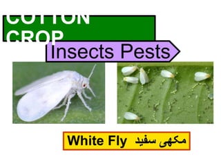 Cotton Pests in Pakistan.pptx