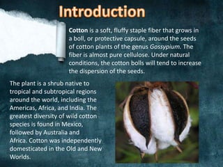 The plant is a shrub native to
tropical and subtropical regions
around the world, including the
Americas, Africa, and India. The
greatest diversity of wild cotton
species is found in Mexico,
followed by Australia and
Africa. Cotton was independently
domesticated in the Old and New
Worlds.
Cotton is a soft, fluffy staple fiber that grows in
a boll, or protective capsule, around the seeds
of cotton plants of the genus Gossypium. The
fiber is almost pure cellulose. Under natural
conditions, the cotton bolls will tend to increase
the dispersion of the seeds.
 