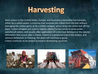 Most cotton in the United States, Europe, and Australia is harvested mechanically,
either by a cotton picker, a machine that removes the cotton from the boll without
damaging the cotton plant, or by a cotton stripper, which strips the entire boll off the
plant. Cotton strippers are used in regions where it is too windy to grow picker
varieties of cotton, and usually after application of a chemical defoliant or the natural
defoliation that occurs after a freeze. Cotton is a perennial crop in the tropics, and
without defoliation or freezing, the plant will continue to grow.
Cotton continues to be picked by hand in developing countries.
 