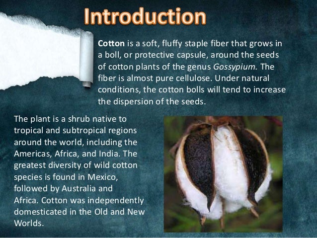 Cotton Ppt