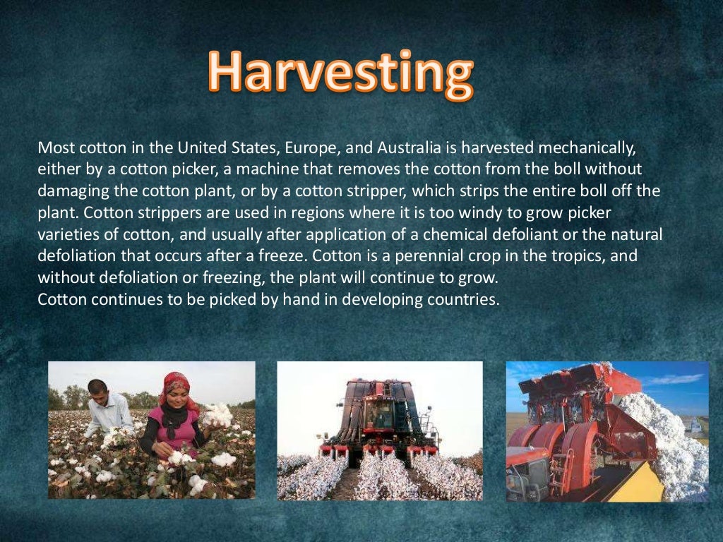 Cotton Ppt cotton-ppt