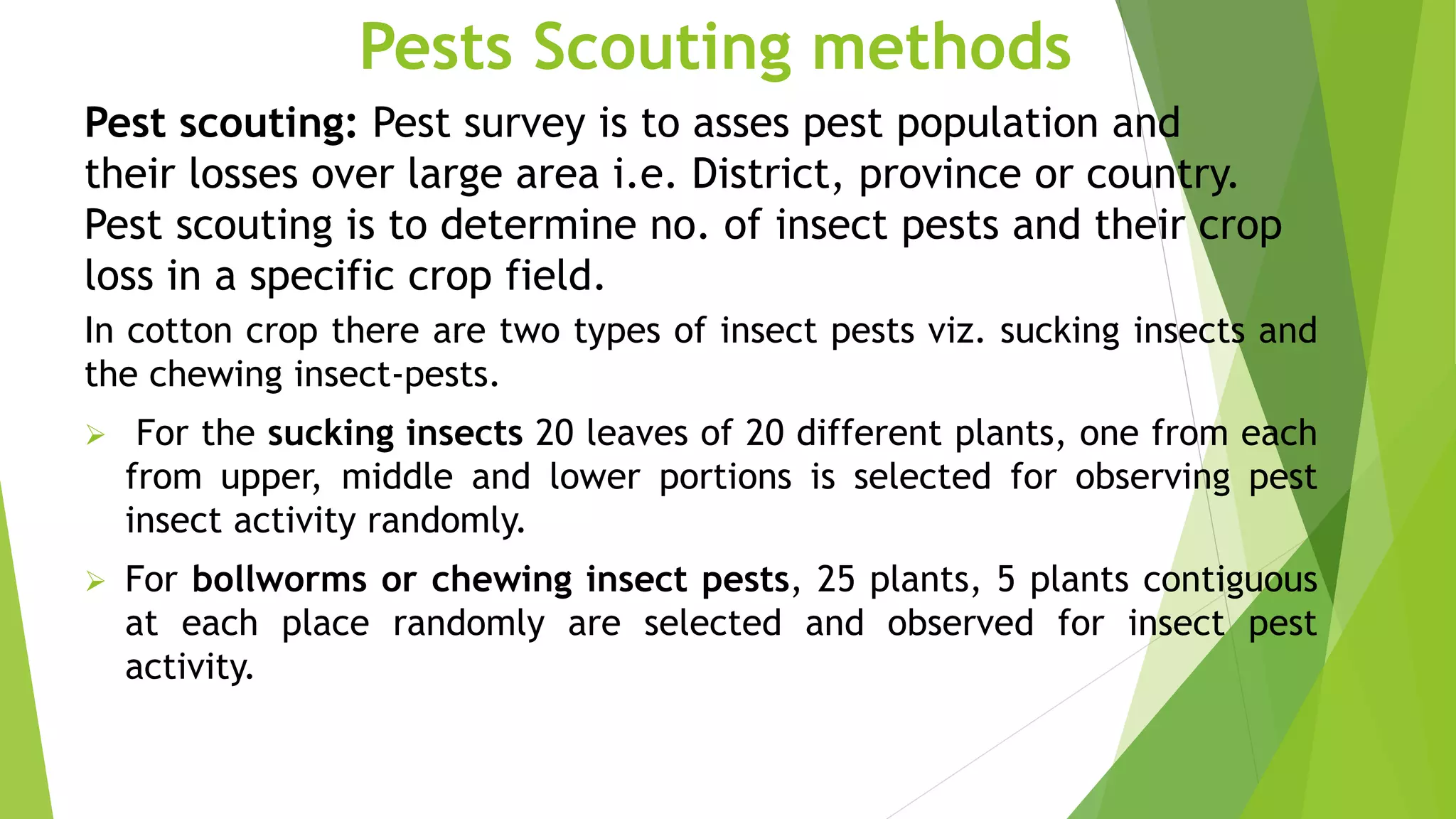 Insects pests of Cotton | PPTX