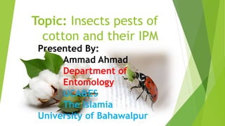 Topic: Insects pests of
cotton and their IPM
Presented By:
Ammad Ahmad
Department of
Entomology
UCA&ES
The Islamia
University of Bahawalpur
 