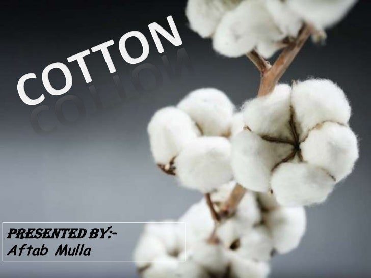 Cotton ppt final..