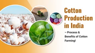 Cotton
Production
in India
– Process &
Beneﬁts of Cotton
Farming!
 