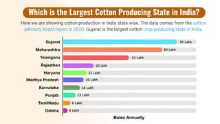 cotton production in india