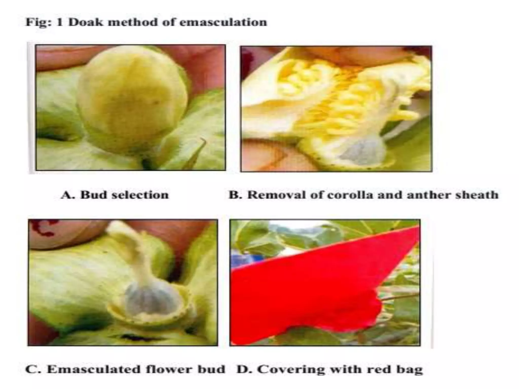 Emusculation Hybrid Cotton Seed Production | PPTX