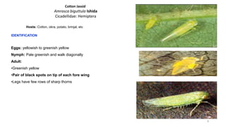 Cotton sucking Insect pests and Integrated management.pdf