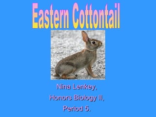 Nina Lenkey, Honors Biology II, Period 5. Eastern Cottontail 