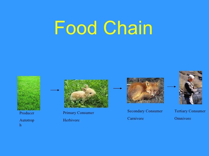 What Does A Fly Eat In A Food Chain What Does A Fly Eat In A Food Chain