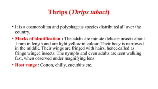 Cotton Thrip ppt its morphology and biology | PPTX
