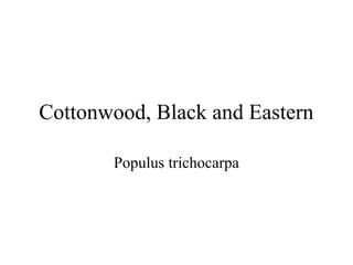 Cottonwood, Black and Eastern 
Populus trichocarpa 
 