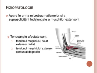 FIZIOPATOLOGIE
 Apare în urma microtraumatismelor și a
suprasolicitării îndelungate a mușchilor extensori.
 Tendoanele afectate sunt:
1. tendonul mușchiului scurt
extensor radial
2. tendonul mușchiului extensor
comun al degetelor
 