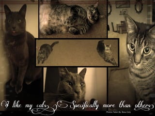I like my cats. (Specifically more than others) 
Photos 
Taken 
By: 
Beau 
Coty 
 