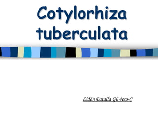 Cotylorhiza
tuberculata


     Lidón Batalla Gil 4eso-C