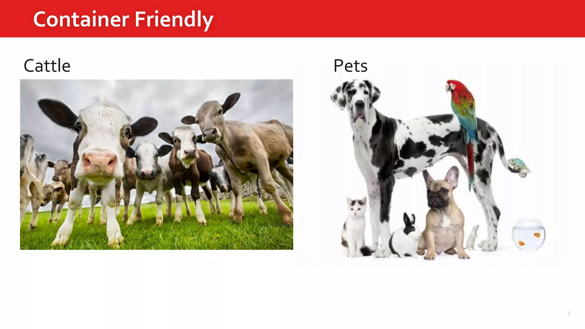 Container Friendly
Cattle
8
Pets
 
