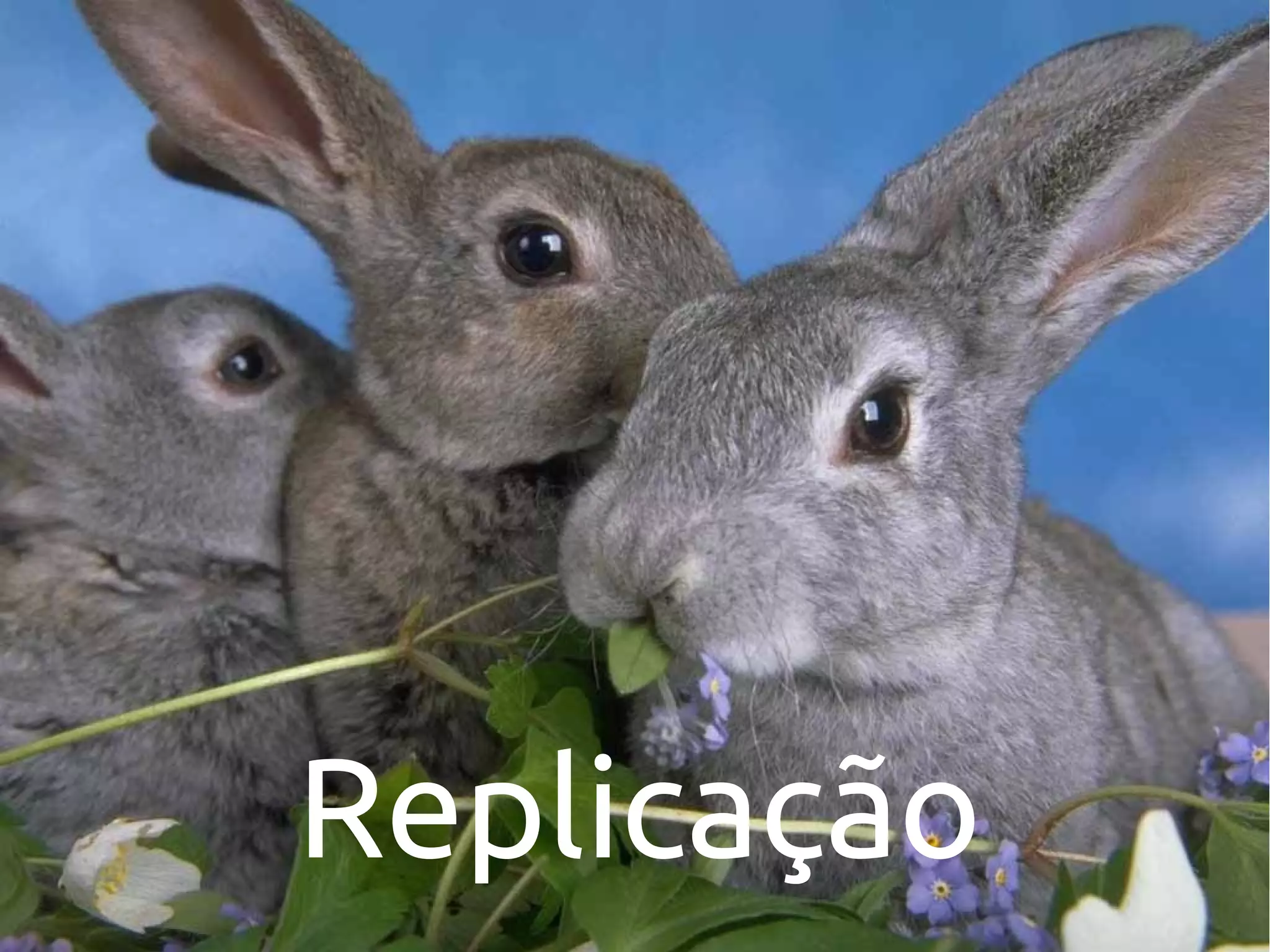 Replicação
 