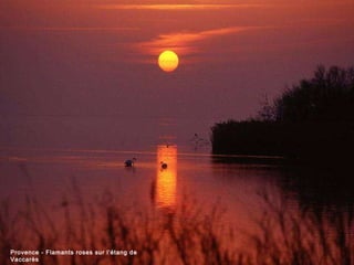 Provence - Flamants roses sur l‘étang de Vaccarès 
