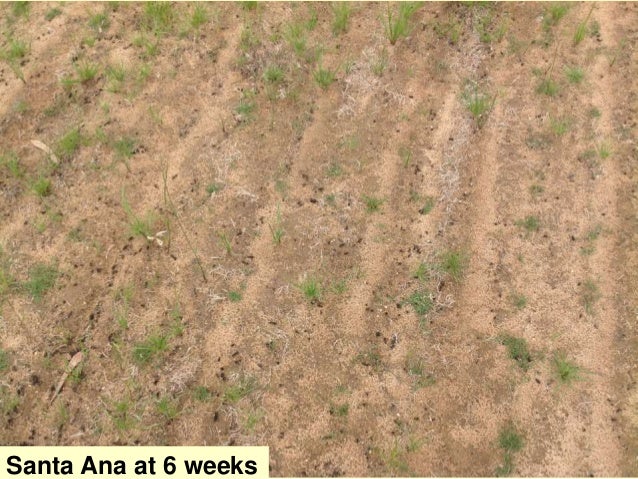Couch Hydromulch Ppt Sta Vic Conference 2016