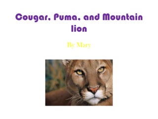 Cougar, Puma, and Mountain lion By Mary 