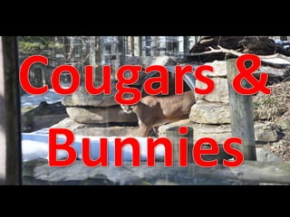 Cougars and bunnies