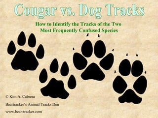 How to Identify the Tracks of the Two
Most Frequently Confused Species
© Kim A. Cabrera
Beartracker’s Animal Tracks Den
www.bear-tracker.com
 