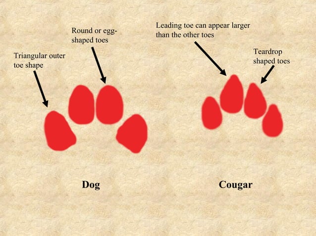 Mountain Lion vs. Dog Tracks