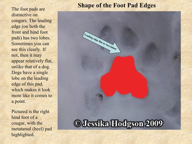 Mountain Lion vs. Dog Tracks