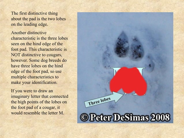 Mountain Lion vs. Dog Tracks