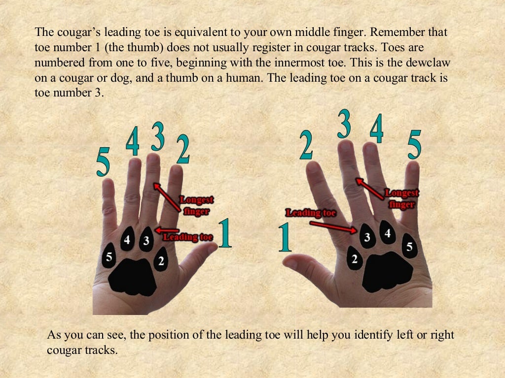 Mountain Lion vs. Dog Tracks