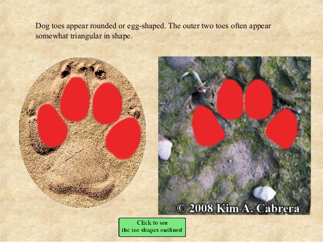 Mountain Lion vs. Dog Tracks