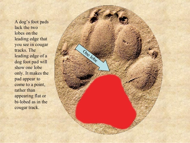 Mountain Lion vs. Dog Tracks