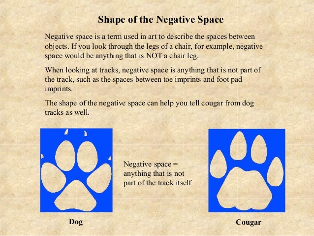 Mountain Lion vs. Dog Tracks