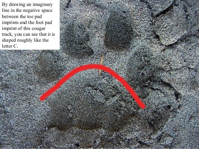 Mountain Lion vs. Dog Tracks
