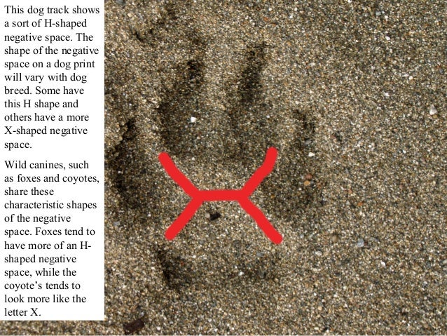 Mountain Lion vs. Dog Tracks