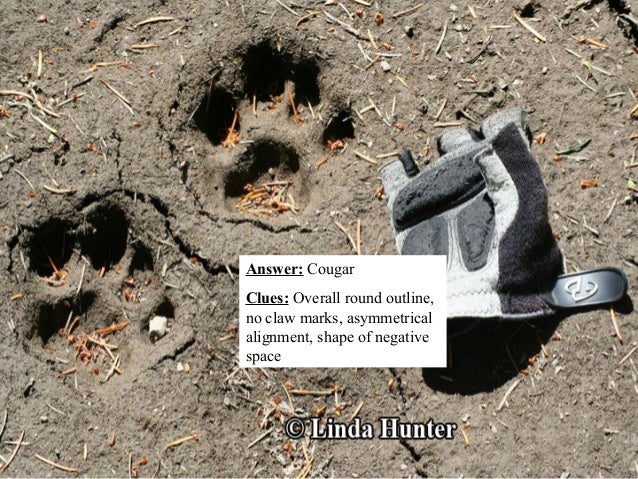 Mountain Lion vs. Dog Tracks