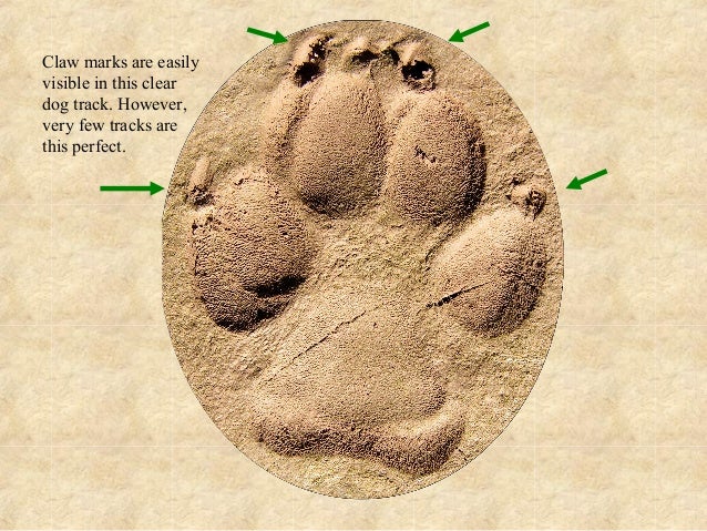 Mountain Lion vs. Dog Tracks