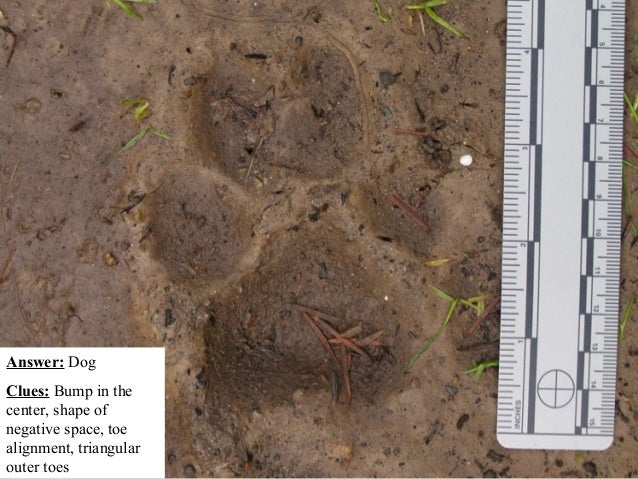 Mountain Lion vs. Dog Tracks