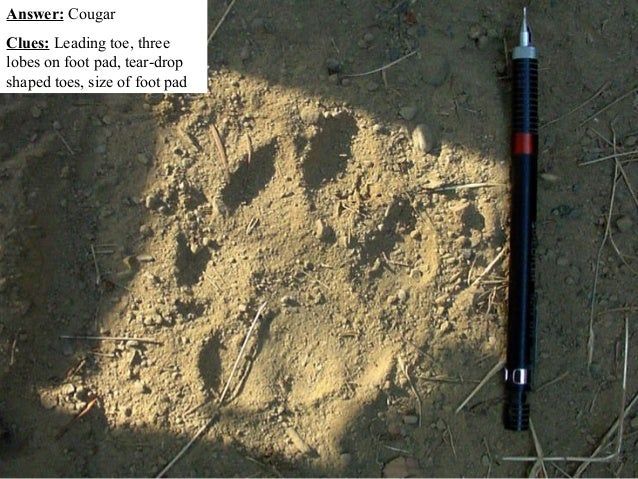 Mountain Lion vs. Dog Tracks