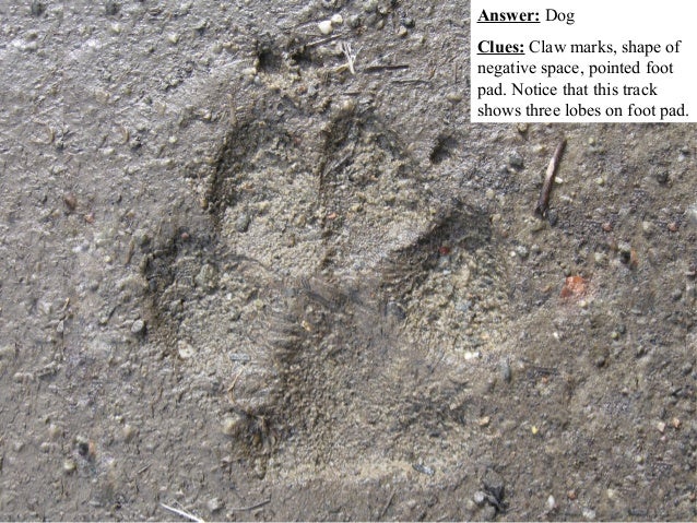 Mountain Lion vs. Dog Tracks