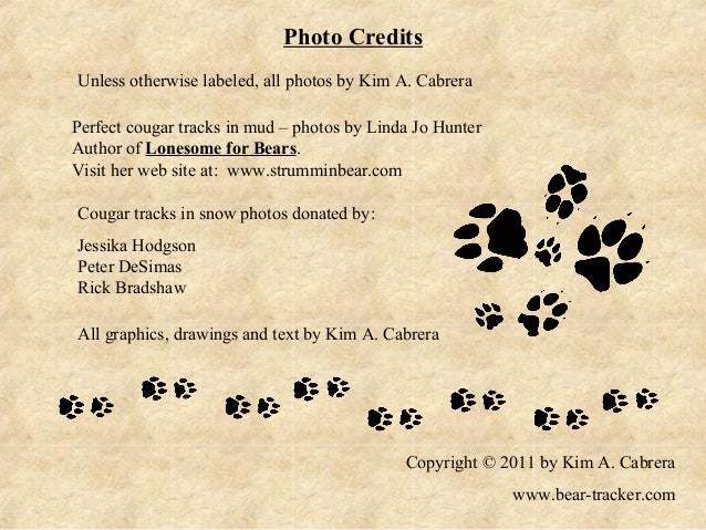 Mountain Lion Vs Dog Tracks - 