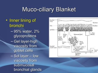 Muco-ciliary Blanket
• Inner lining of
  bronchi
  – 95% water, 2%
    glycoproteins
  – Gel layer-high
    viscosity from
    goblet cells
  – Sol layer – low
    viscosity from
    submucosal
    bronchial glands
 