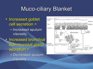 Muco-ciliary Blanket
• Increased goblet
  cell secretion =
  – Increased sputum
    viscosity.
• Increased bronchial
  sub-mucosal gland
  secretion =
  – Decreased sputum
    viscosity
 